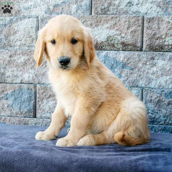 Michael, Golden Retriever Puppy
